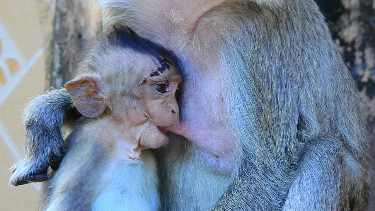Poor hunger baby VIGO is so appetite that mom keep on high for full day and she got down after rain