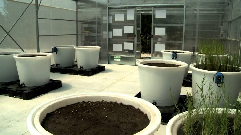 Zones humides artificielles : une solution contre les micropolluants ?
