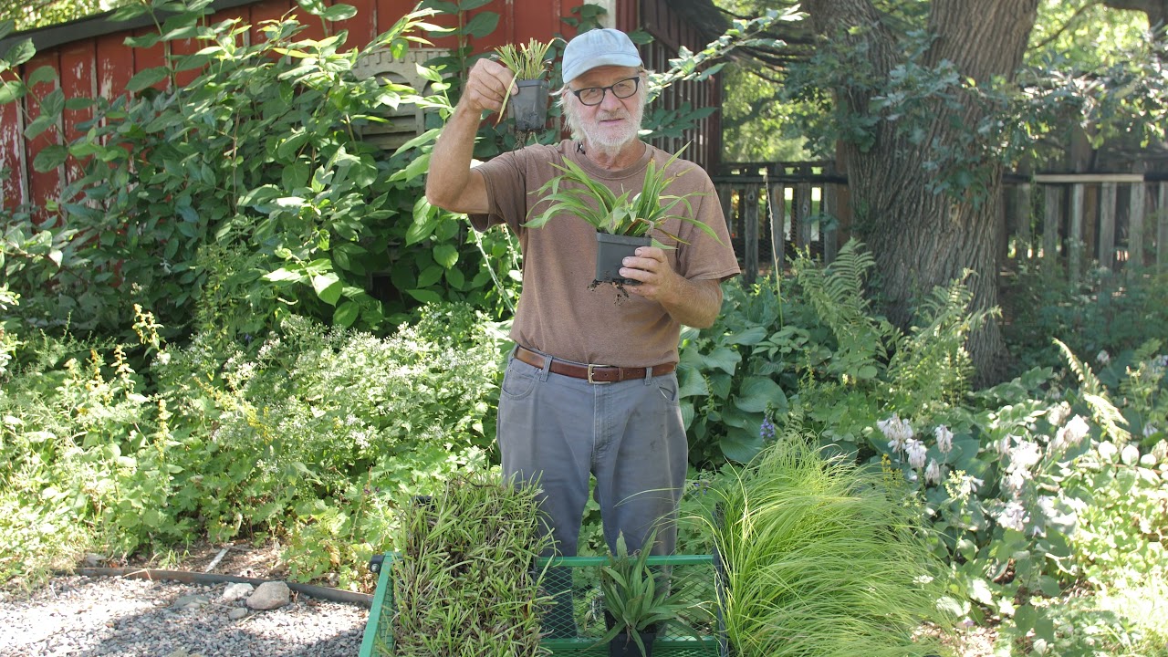 3 More Great Carex!  Episode #114
