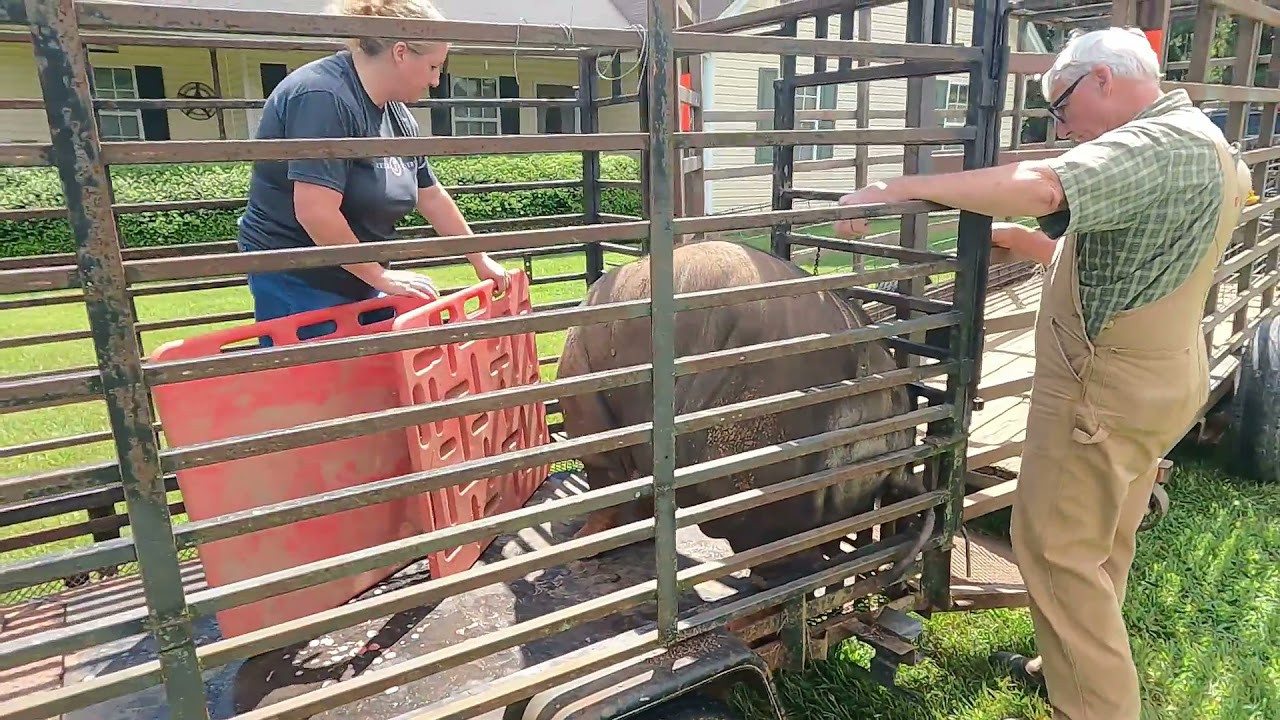How to Transfer a Large Pig at Pick Up. Sort Boards, Trailer Moves & More