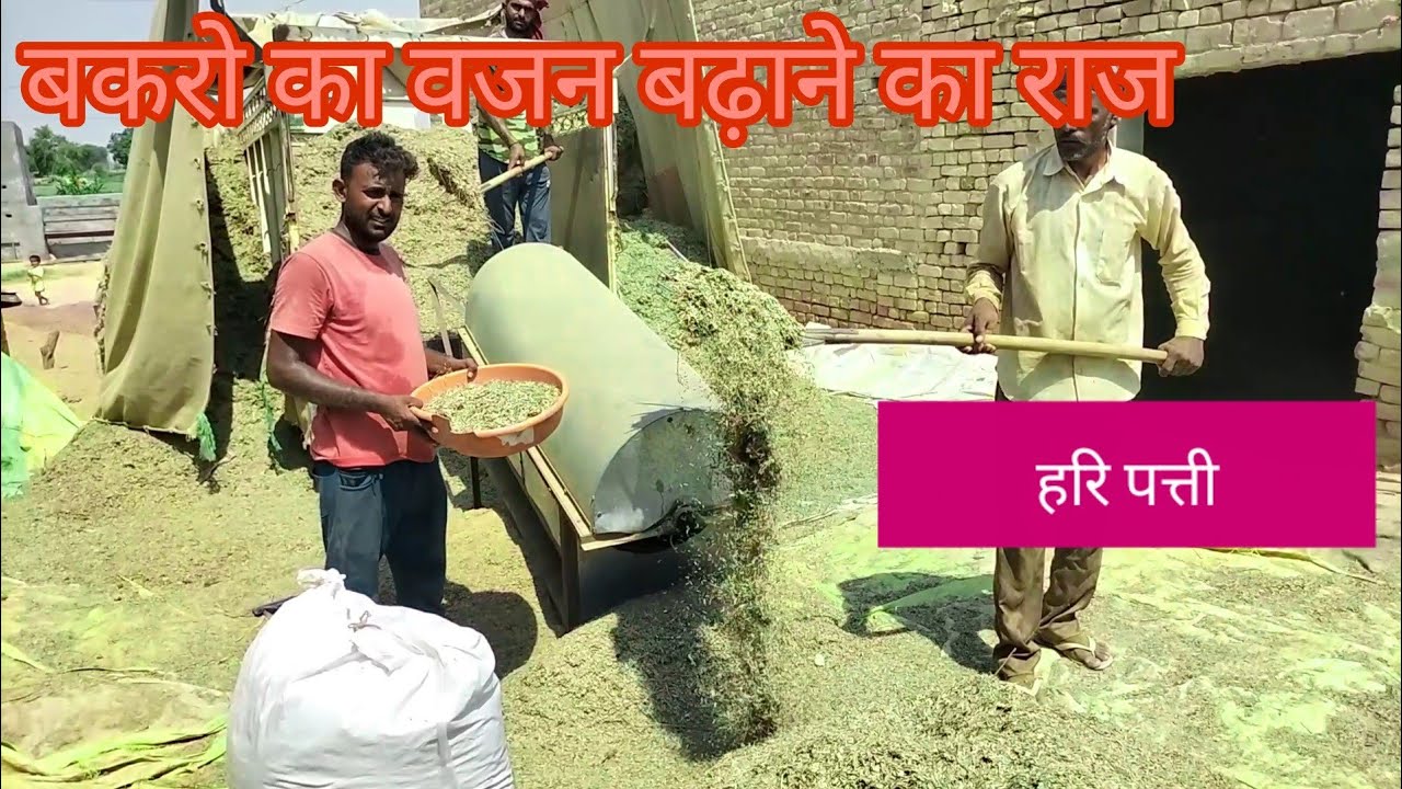 Hari Patti goat feeds कहाँ से ले । बकरो का वजन कैसे बढ़ाये