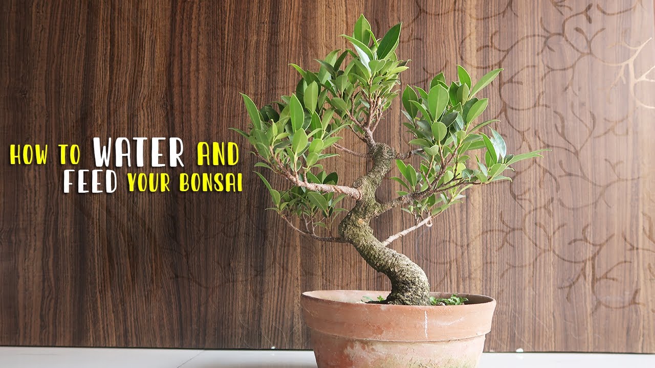How to water and feed your Bonsai | Bonsai ideas