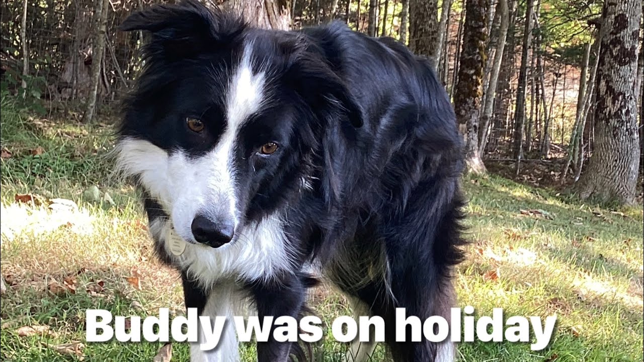 Be Entertained and Enjoy these wonderful canine personalities. 