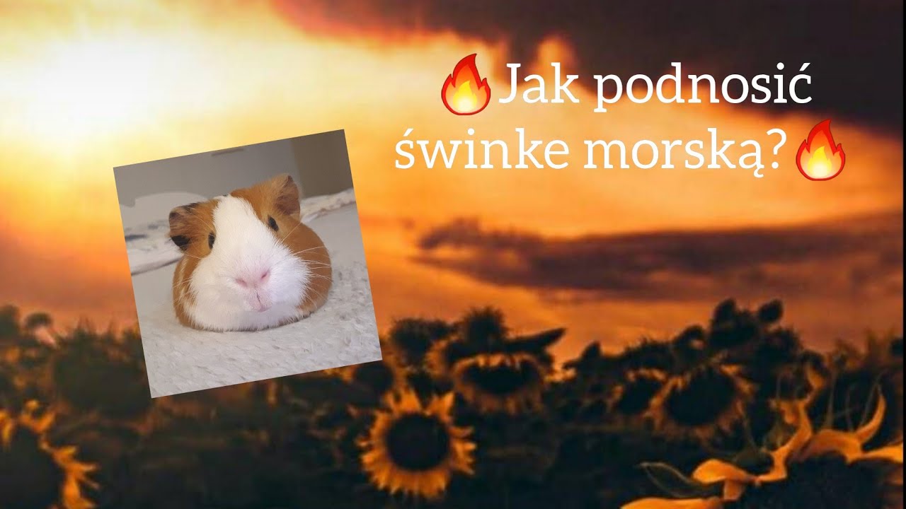 Jak podnosić świnke morską? ❤🐹