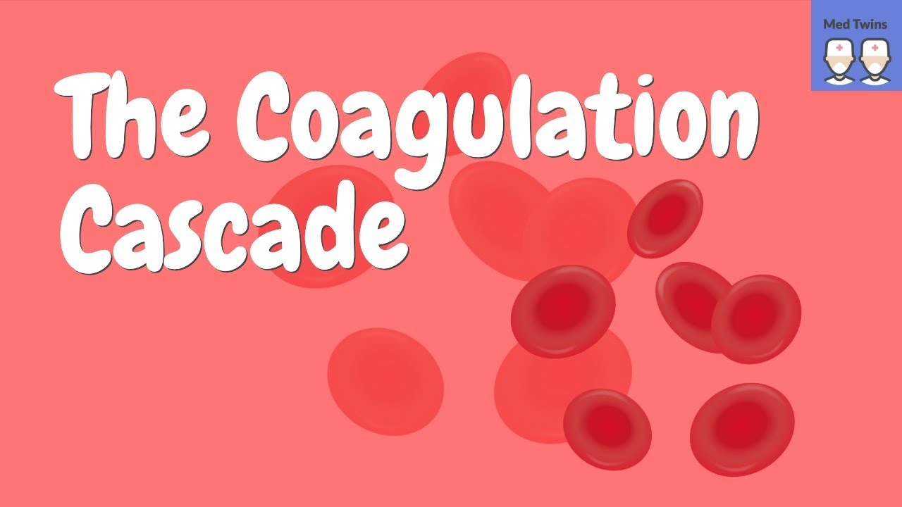 Coagulation cascade (simple!) [Haemostasis, Intrinsic pathway, Extrinsic pathway]