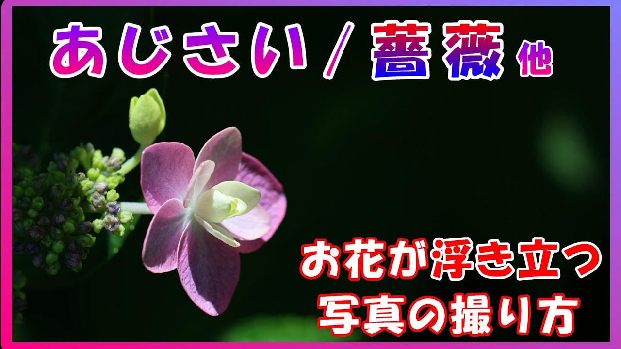 簡単/花を浮き立たせる写真の撮り方/紫陽花や薔薇、雑草でも映える！キヤノンEOSR8/0024