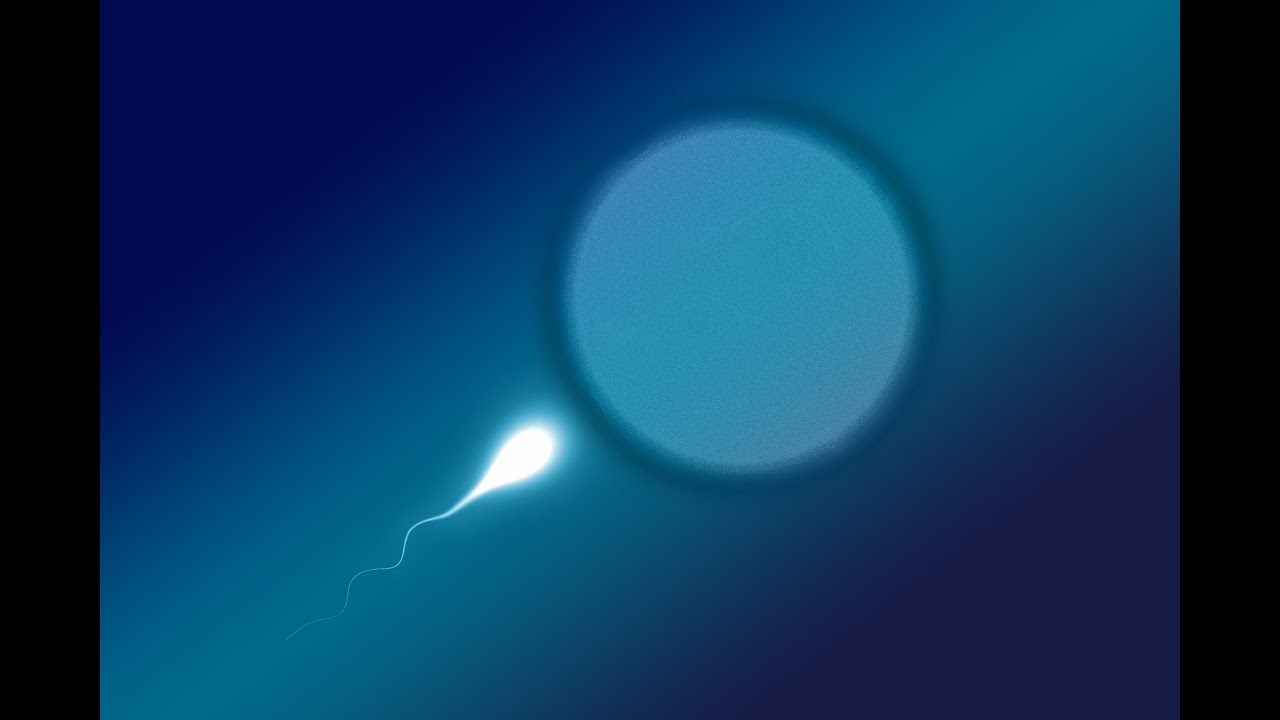 Seth Bordenstein: Cytoplasmic Incompatibility and Male Killing Mechanisms