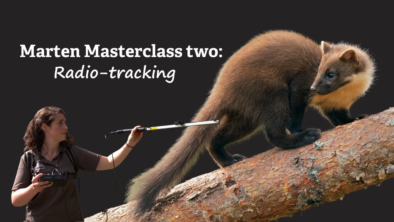 Marten Masterclass: 2. Radio-tracking pine martens