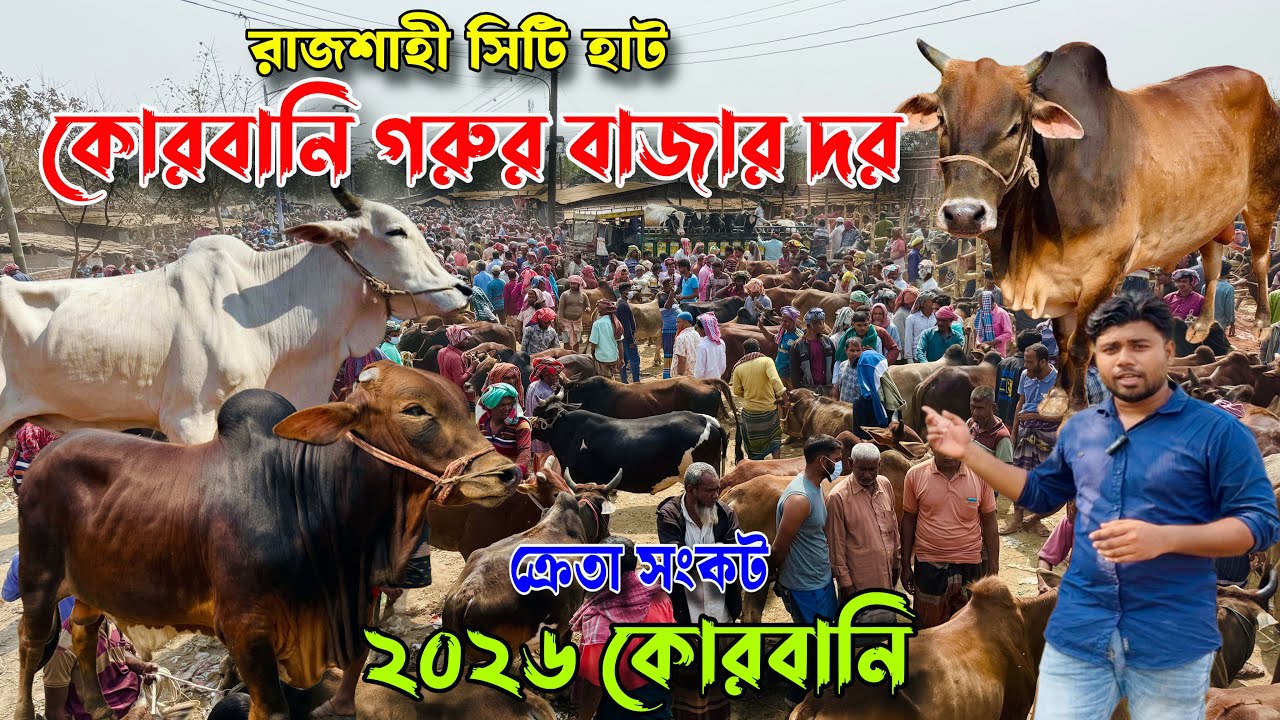 গরুর দাম চড়া, ক্রেতার পকেট ফাঁকা — ২০২৬ কোরবানি উপযোগী শাহিওয়াল,দেশাল গরুর বাজার দর।রাজশাহী সিটি হাট
