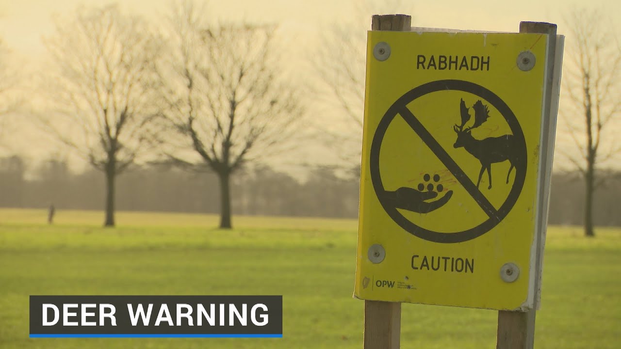 Phoenix Park visitors urged to social distance from resident deer