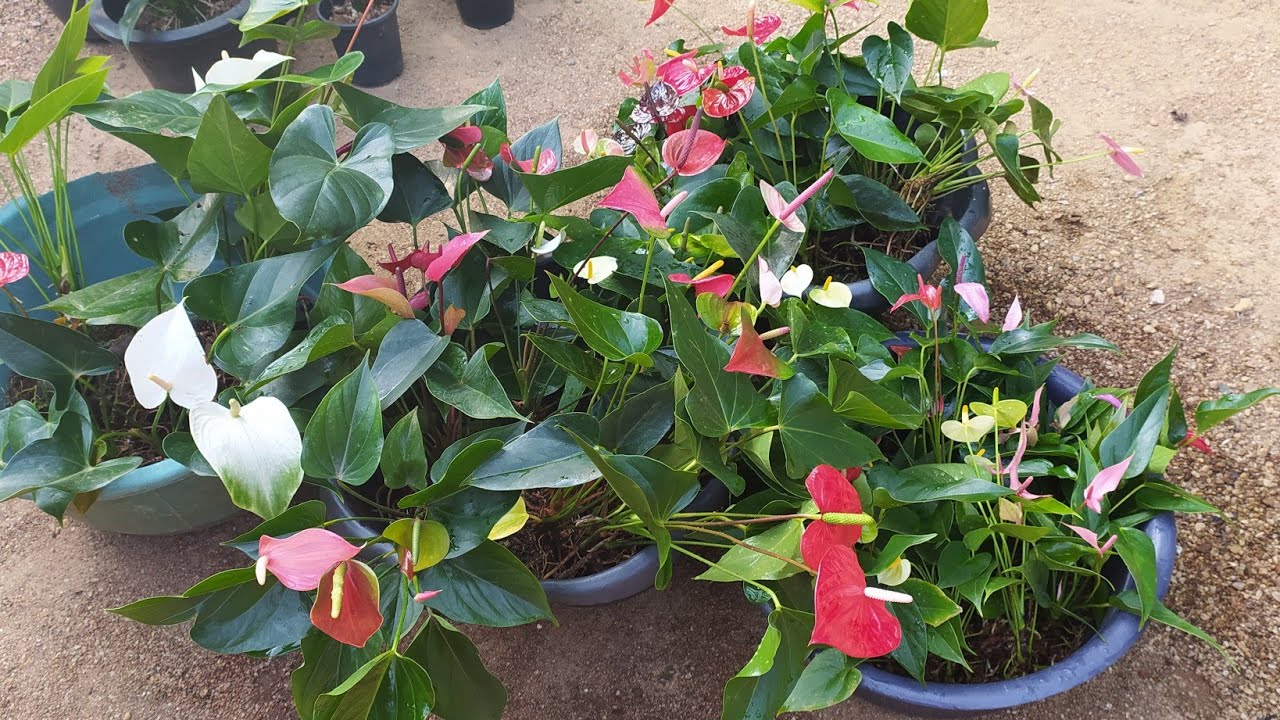 ඔන්න අදත් මල් පිරැණු බින් 4ක් ගෙනාවා.මිස් කර ගන්න නම් එපා.ඉක්මනින් වෙන් කර ගන්න.0752878676