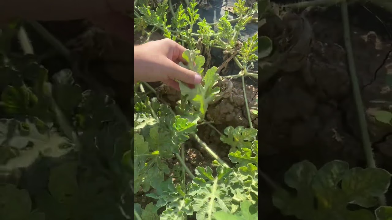 Karpuz neden çöker