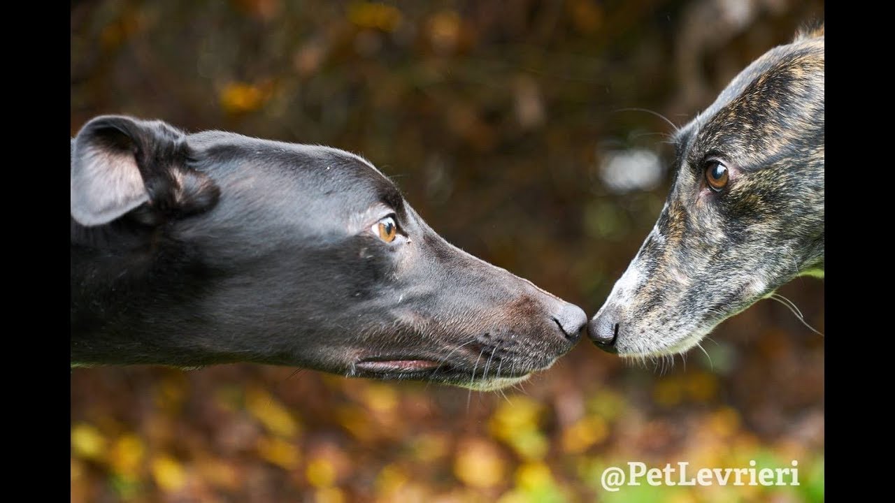 Pet Levrieri - Arrivo dei Galgo 1 dicembre 2018