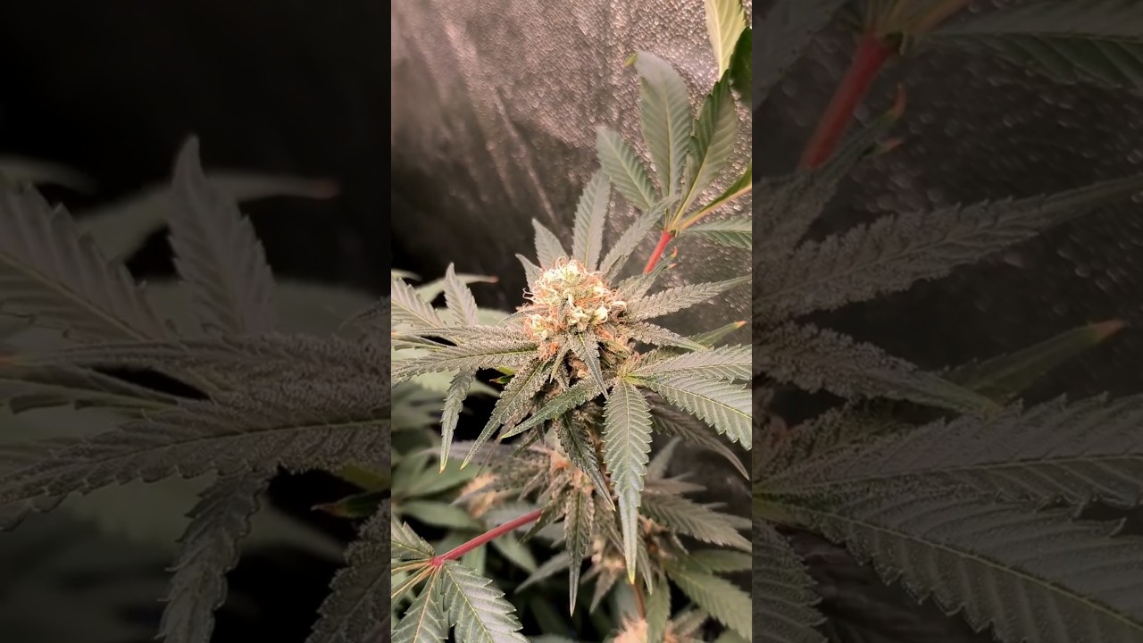 Mimosa x Orange Punch || D&iacute;a 34 a 12/12|| Barney's Farm ☀️ #420 #growth  #harvest  #cultivointerior