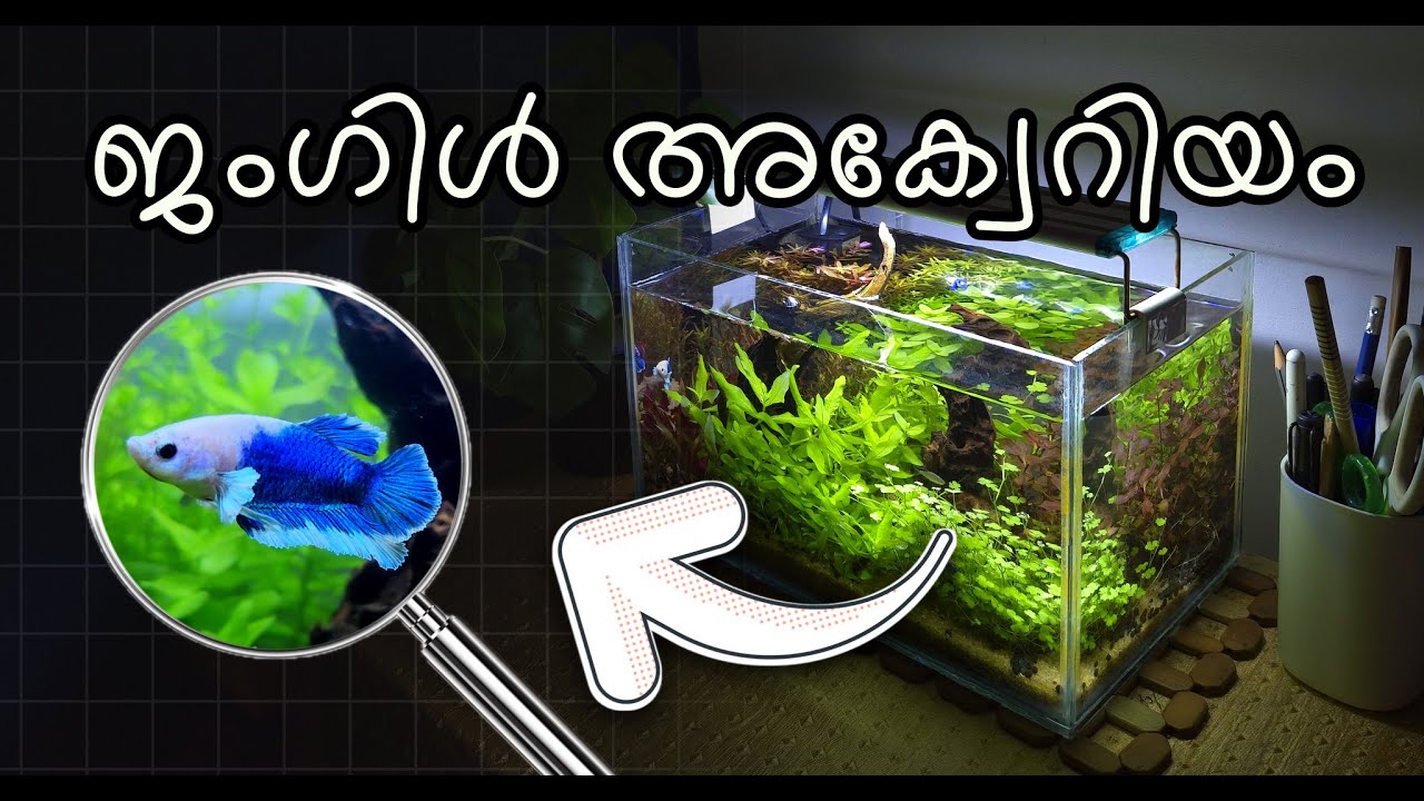 വെള്ളത്തിനുള്ളിലെ ഒരു കുഞ്ഞു ജംഗിൾ | Nano Fish Aquarium Set up Step By Step | Underwater Jungle