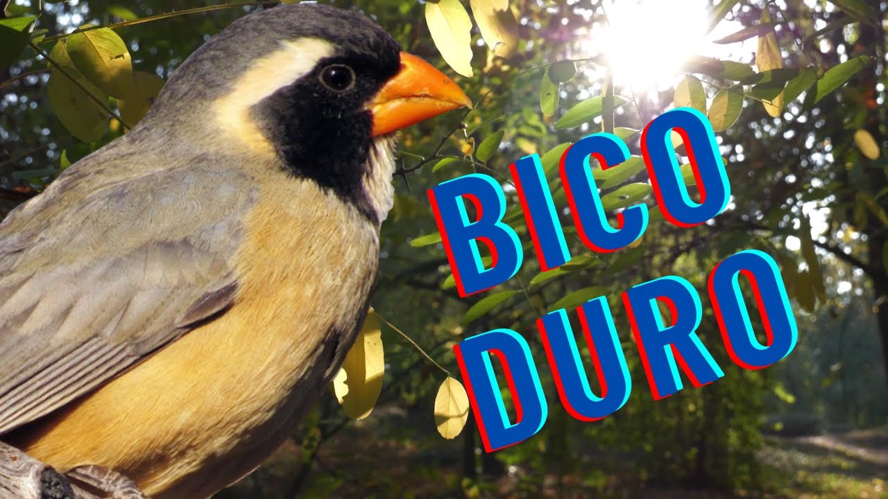 O canto do Bico Duro. Conheça o canto dessa ave que é da mesma família do Trinca Ferro