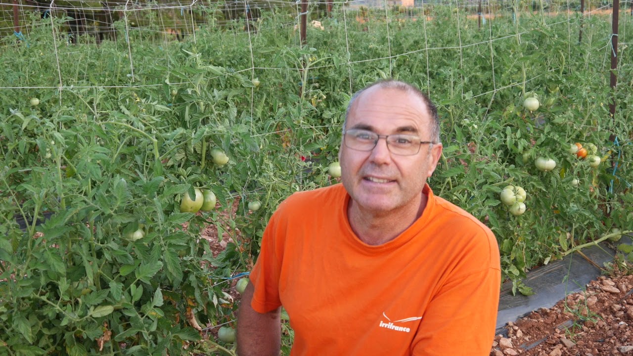 PALISSAGE DES TOMATES