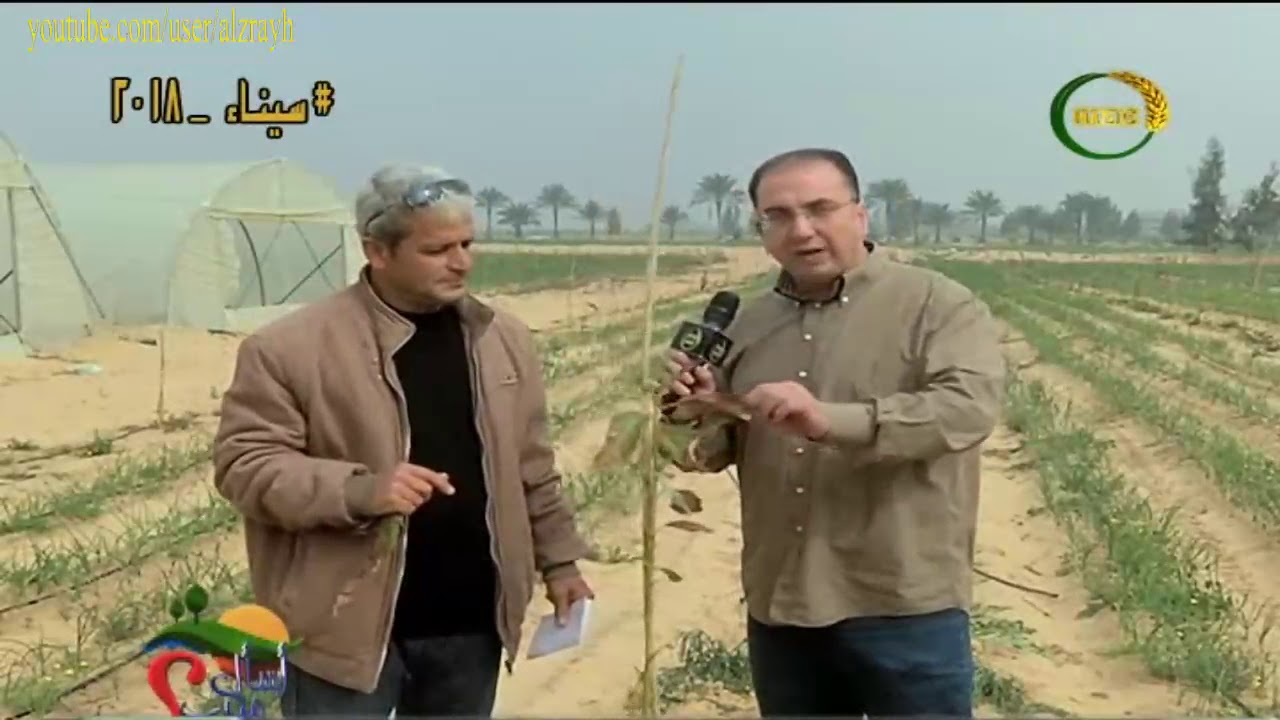 تجربة الزراعة فى الصحراء عالية الملوحة باستخدام جهاز معالجه المياه المغناطيسي