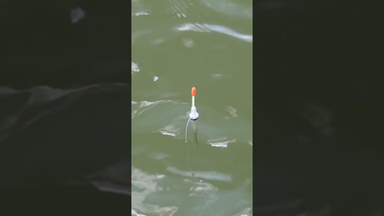 Z&aacute;běr na spl&aacute;vek. Float fishing #fishing #fish #rybařen&iacute; #plavana