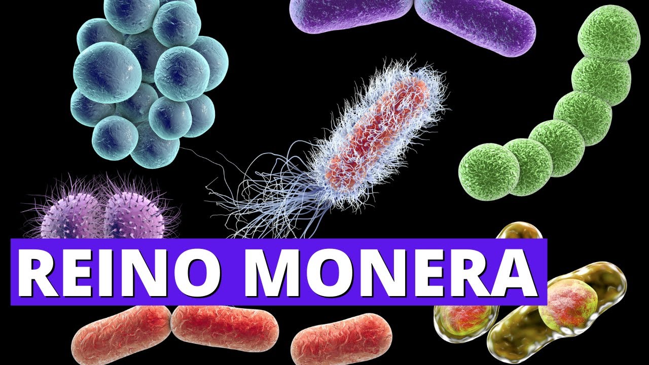 👨‍🏫El REINO MONERA: ¿Cómo se Alimentan, Qué Comen y Cómo Respiran? (Ejemplos)🦠