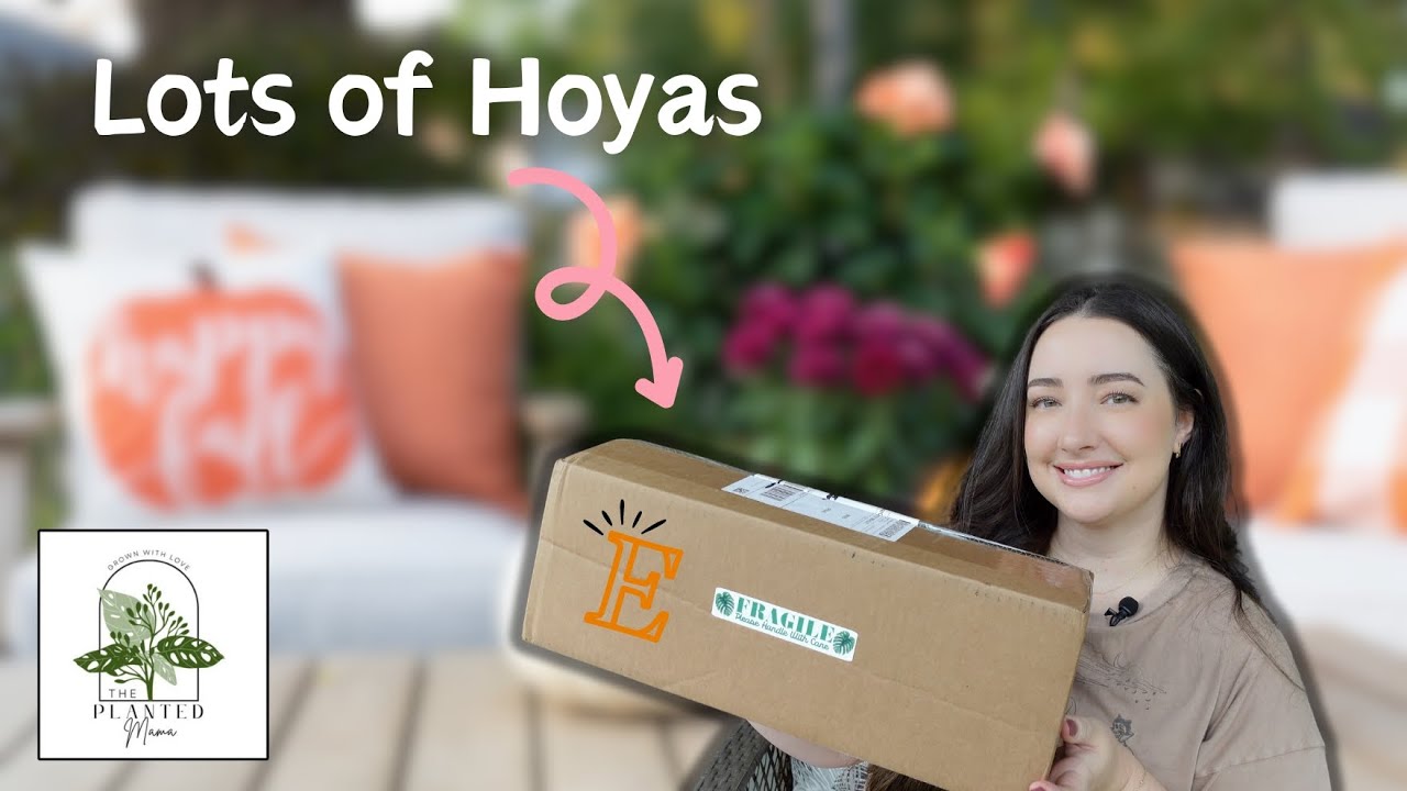 Unboxing from ThePlantedMama on Etsy! | Lots of New Hoyas 🌸