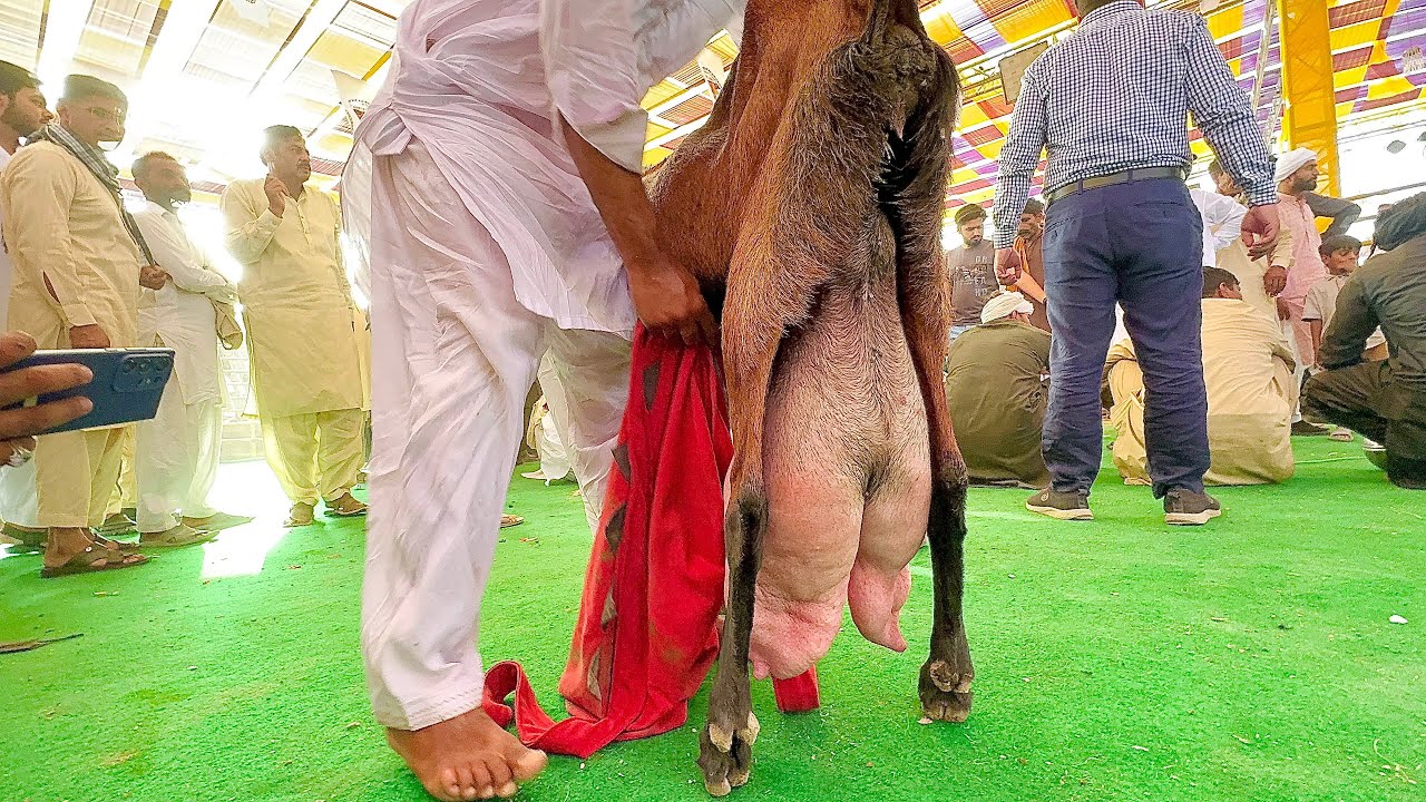 World Record 7.250 Kg Milking Goat wins Championship 2024 | Complete Documentary