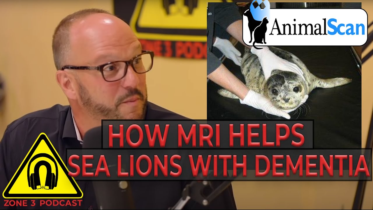 Z3P Clips: How MRI is Helping Sea lions with  Dementia