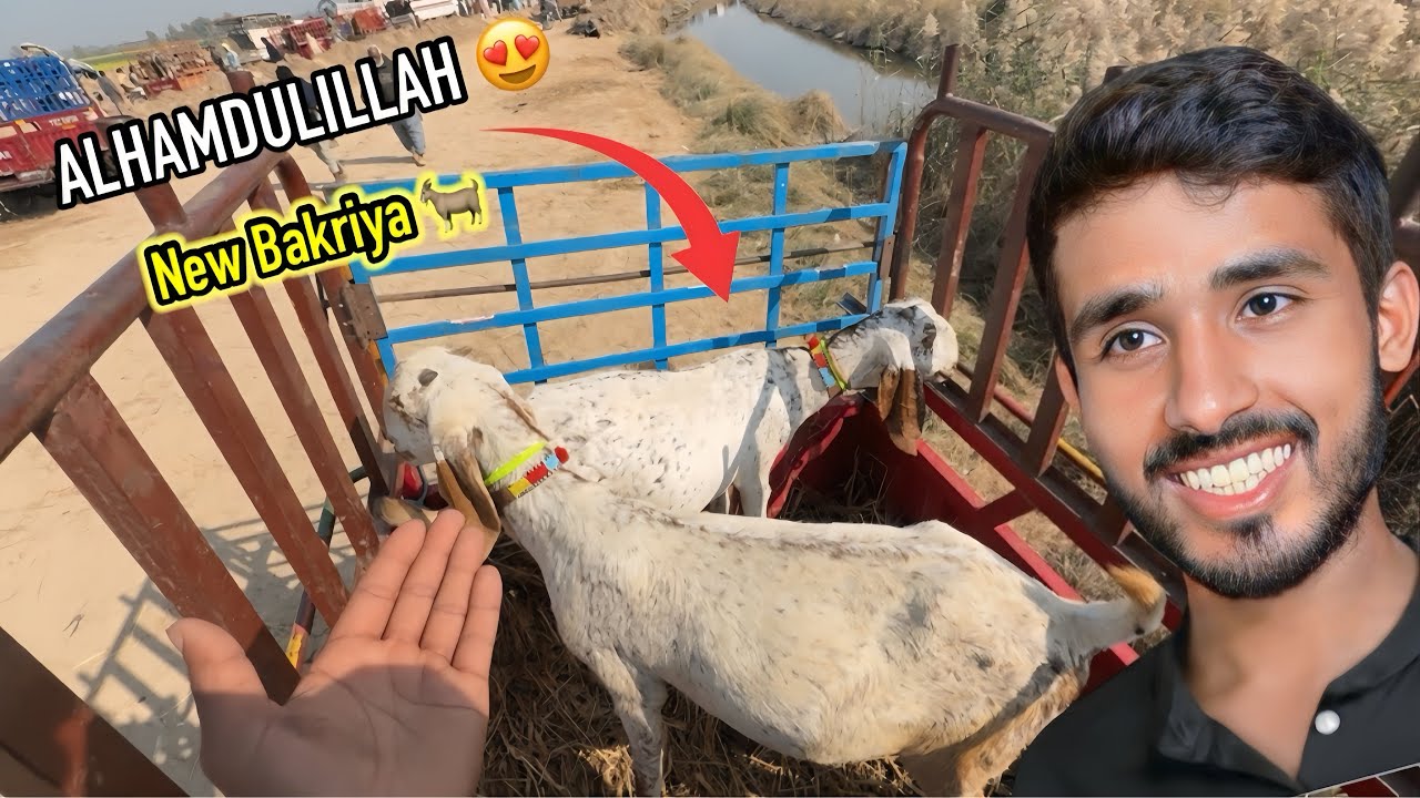 ALHAMDULILLAH 😍 My New Goats 🐐 