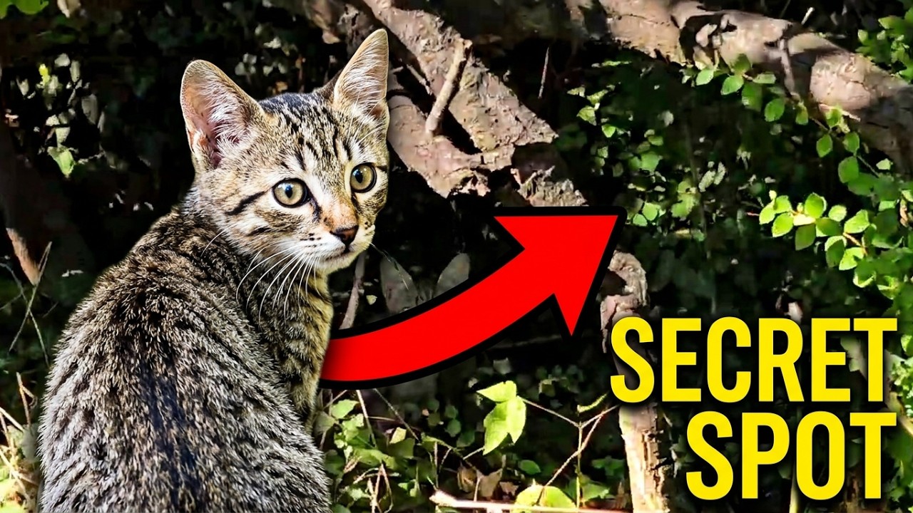 Kitten Led Us Into a Wild Park to His Hungry Mother and Brother | Love Street Cats