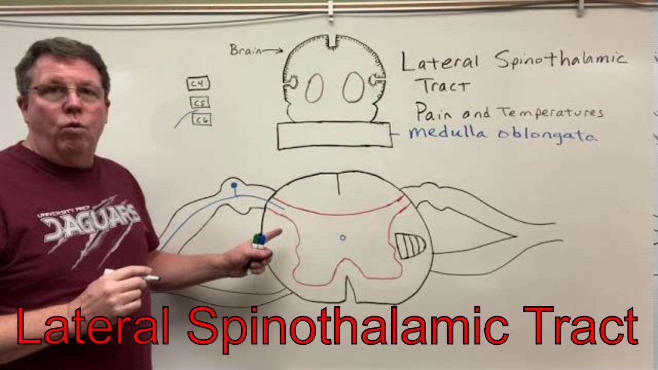 Lateral Spinothalamic Tract