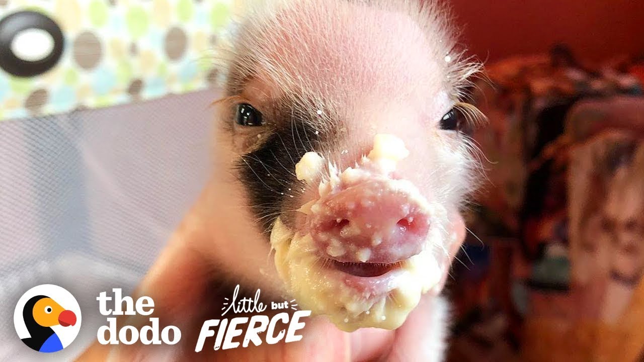 Tiniest, Cutest Pig Ever Grows Up FEISTY | The Dodo Little But Fierce