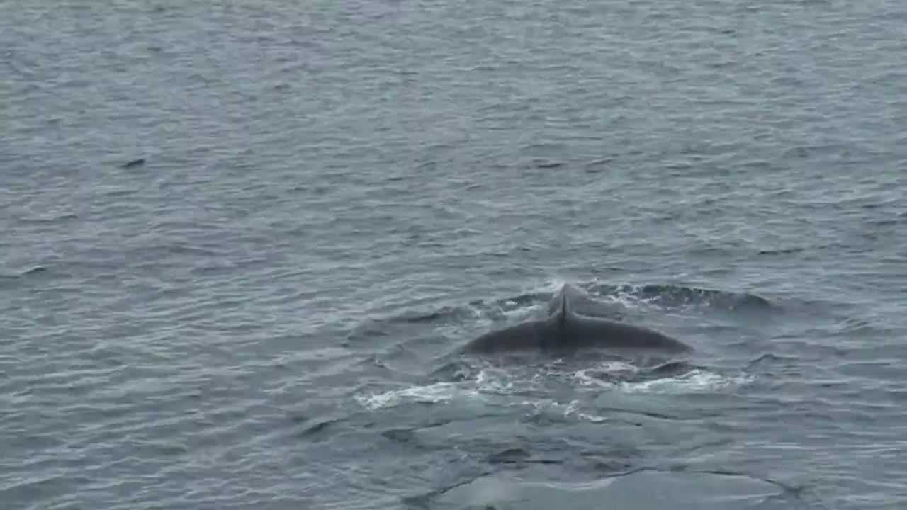 walvis gespot antartica 2012