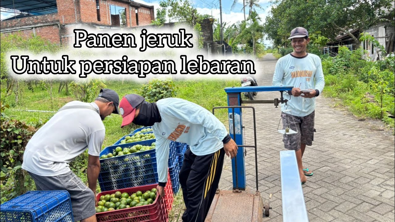 Panen jeruk untuk persiapan hari raya ‼️