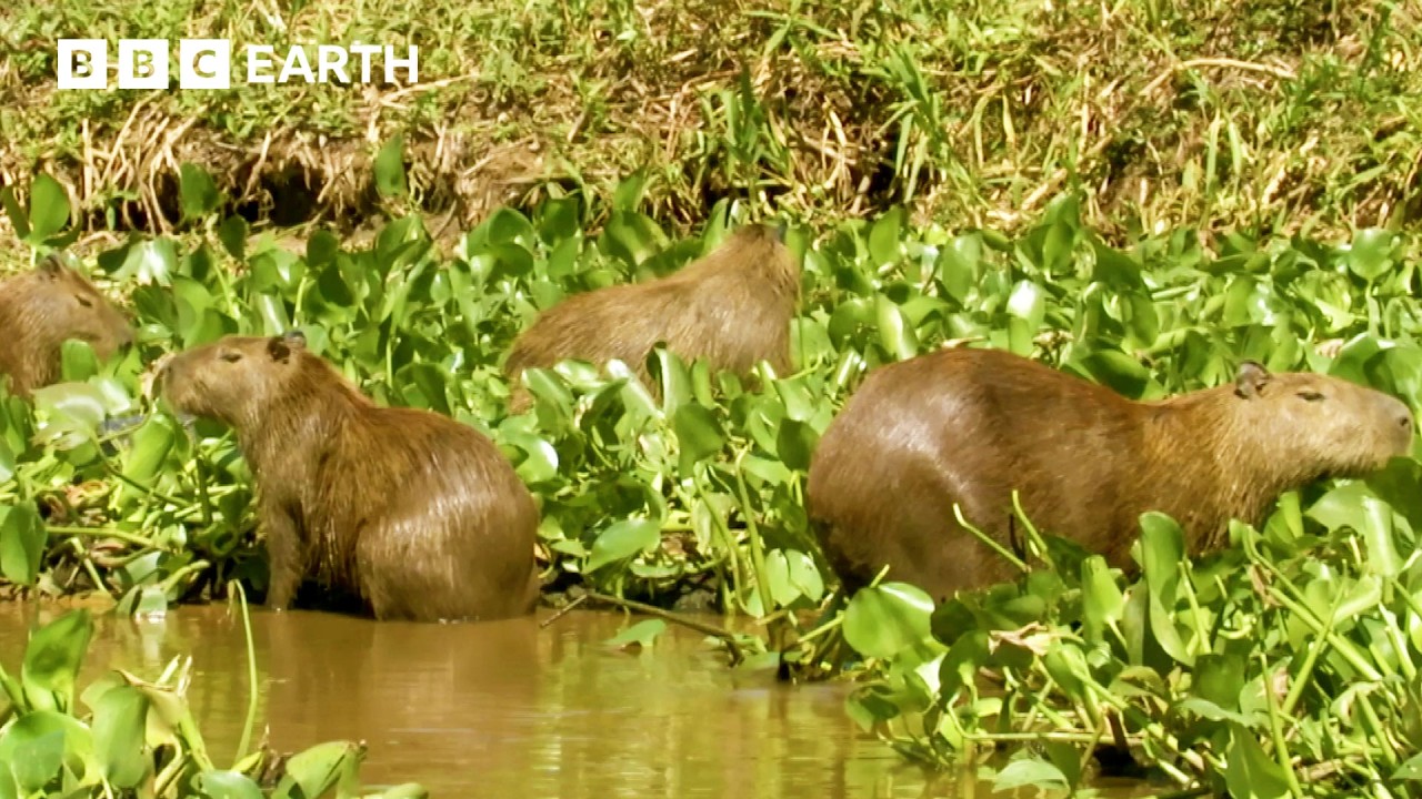 Soothing ASMR Sounds of The Pantanal | Animal ASMR | BBC Earth