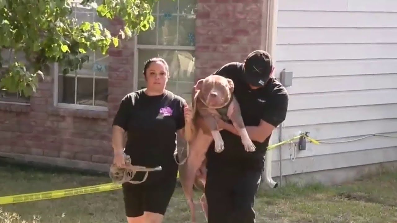Babysitter arrested after dogs attack baby, leaving child with life-threatening injuries