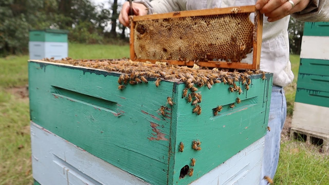 Pure Honey, Straight From The Hive