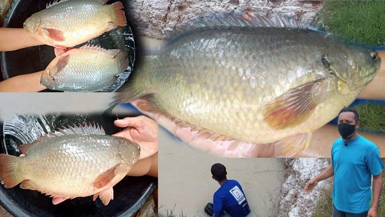 ปลาหมอสายพันธุ์บังอารี!!สายพันธุ์นี้สุดยอดความใหญ่ยักษ์