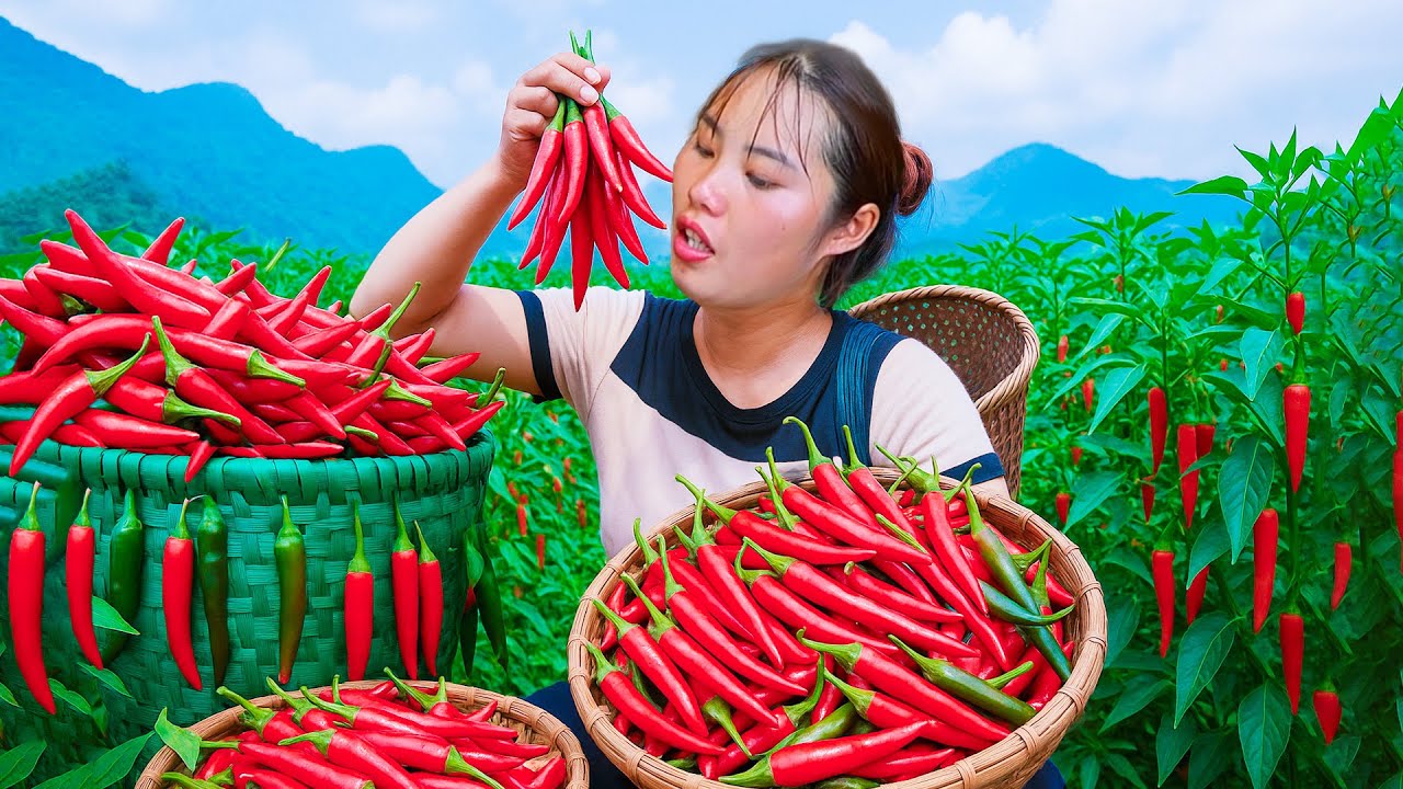 單身母親採摘超級辣的辣椒並在市場上出售，同時踏上尋找被遺棄嬰兒父母的旅程