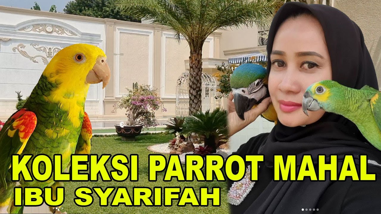 KOLEKSI BURUNG PARROT MAHAL IBU SYARIFAH