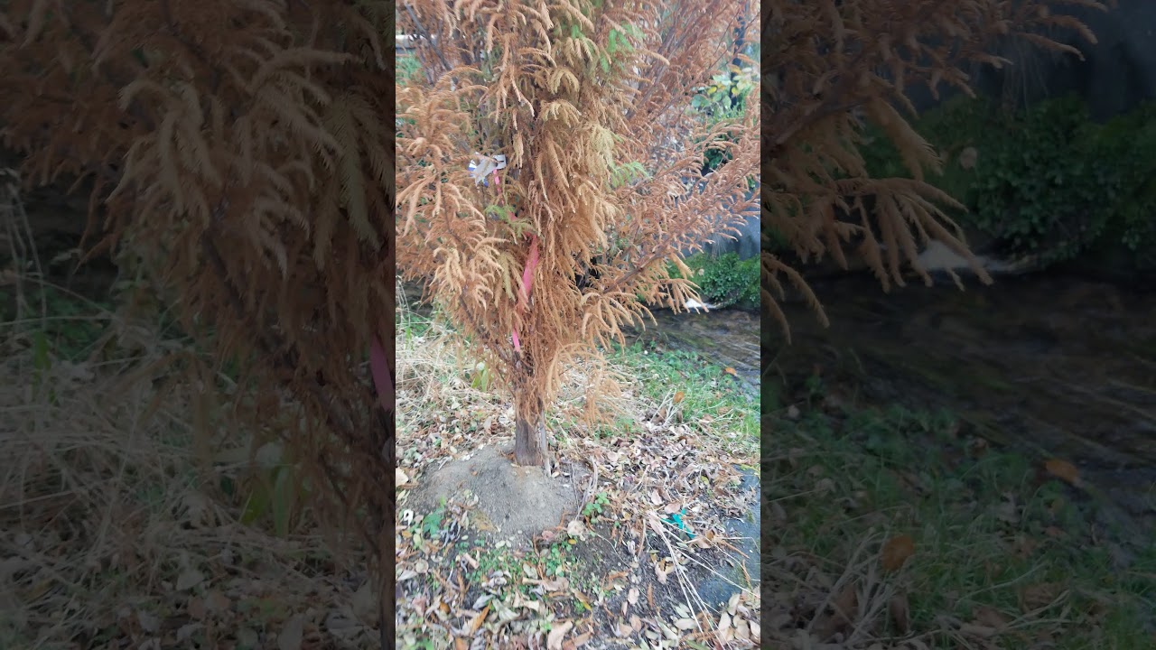 It may look DEAD, but it's not! Bald Cypress Trees: Are my trees dead?? (Tree: Lindsey Skyward)