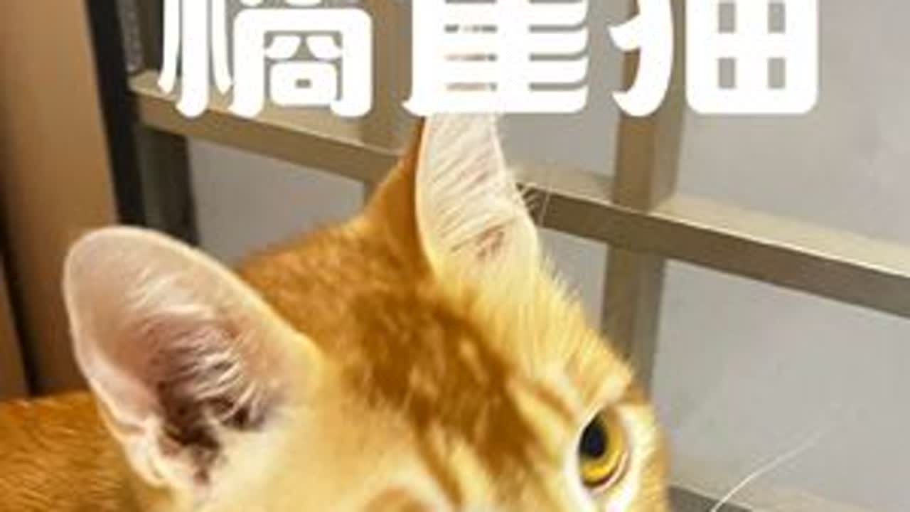 新人报道😁#橘猫橘猫 #关爱流浪动物 #大橘大橘