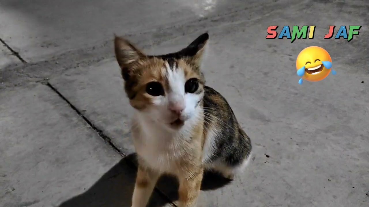 پش پش گؤراني ىةلئ بؤ ديلين 🐱