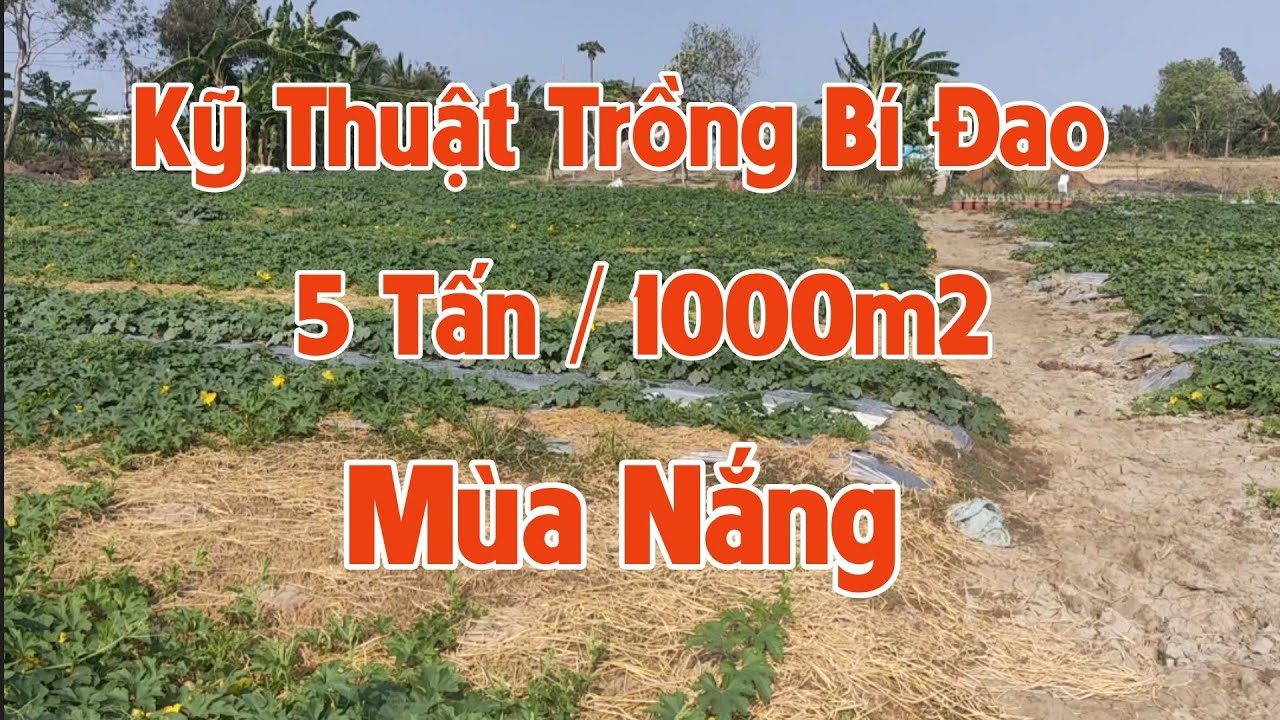 kỹ thuật trồng bí đao chanh mùa nắng - huỳnh tinh vlog