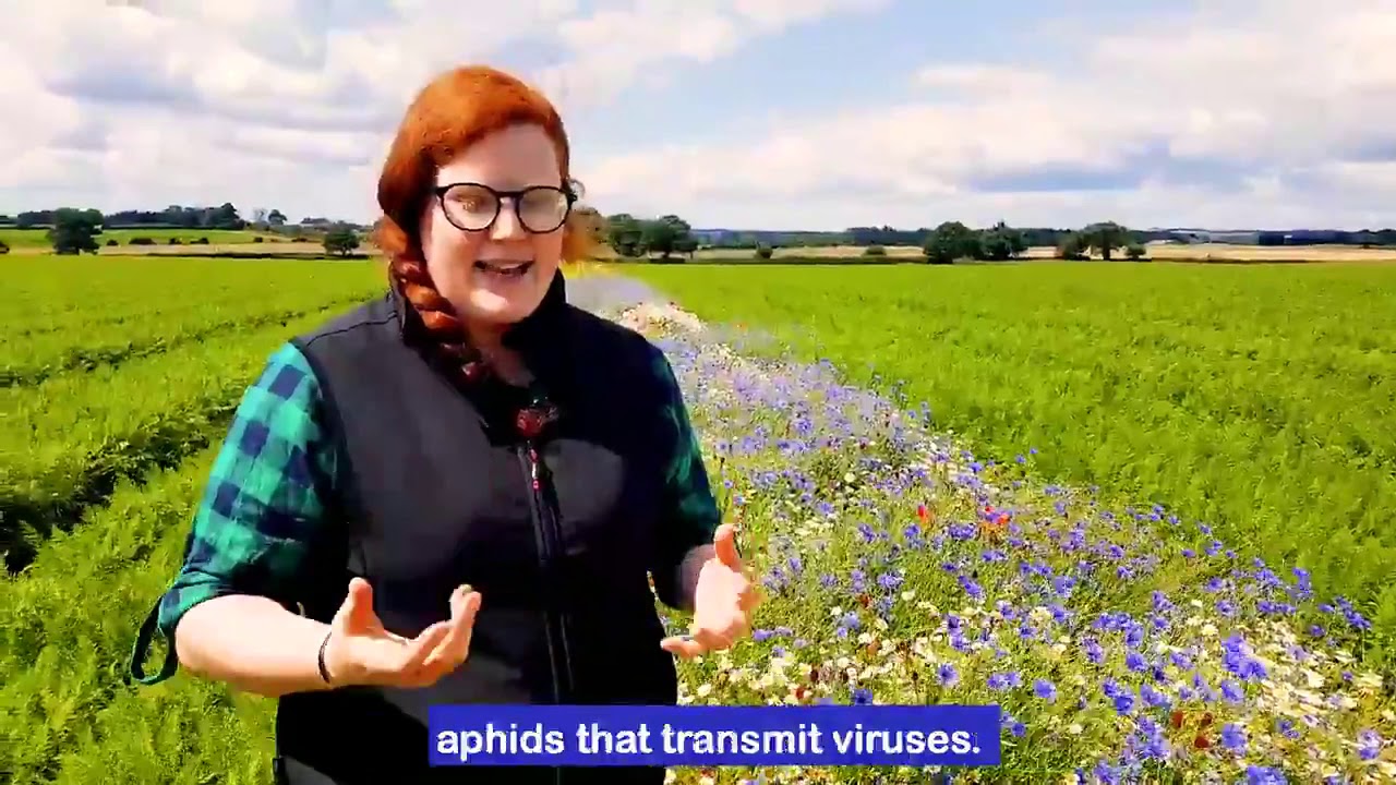Wildflower strips in commercial carrot crops help pollinators and ward off pests