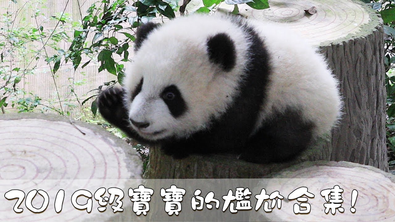 2019級寶寶的尷尬合集! | iPanda熊貓頻道