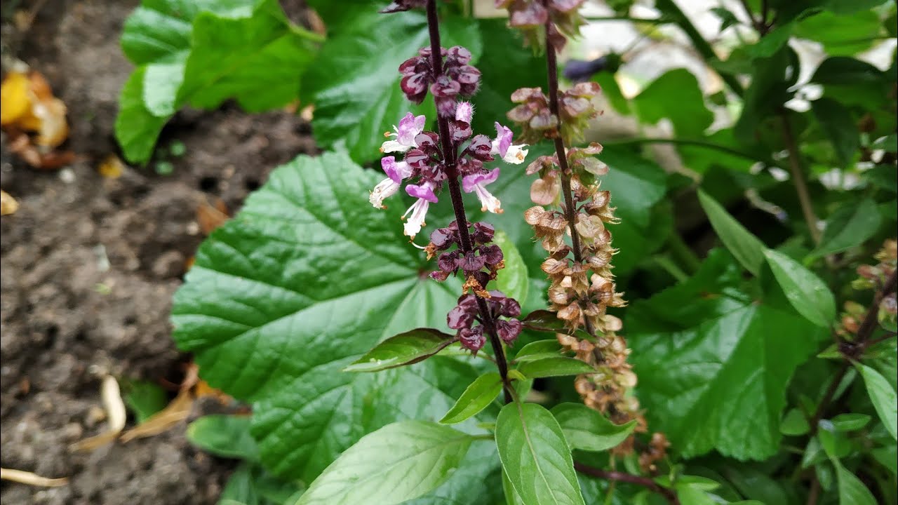 Basil (Ocimum basilicum) fruits and seeds can be tastier than leaves