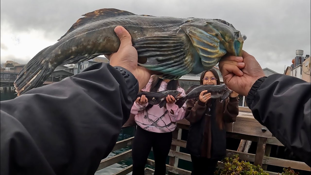 Lingcod and PB Cabezon! Rockfish Limit in Monterey Bay! Catch and Cook!