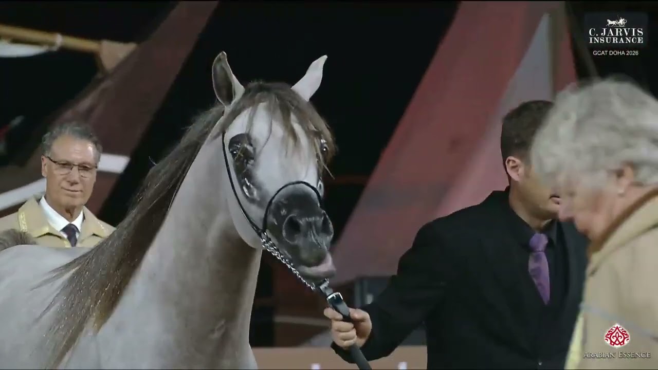 N.192 KAHIL AL KHUWAIR - GCAT Doha 2026 - Stallions 4-6 Years Old A (Class 10A)