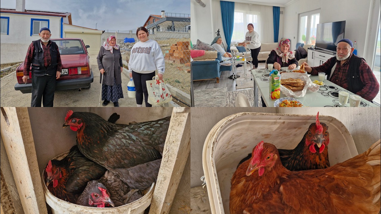 BÜYÜKLERİMİZ GELDİLER HATİCE HANIMIN ANNESİ BABASI TAVUKLARIMIZ YUMURTA SIRASINA GEÇTİLER