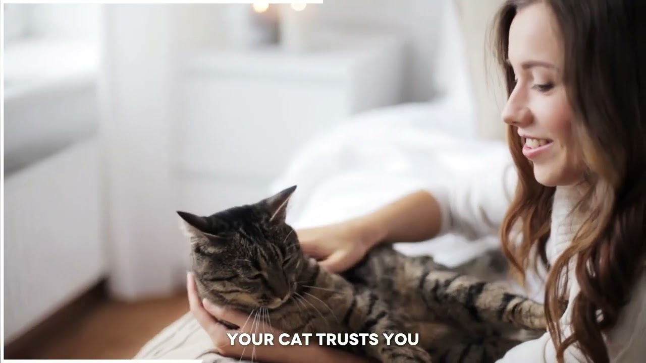 15 Signs Your Cat Trusts You - How to Know Your Feline Friend Loves You